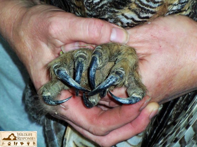 Great Horned Owl talons